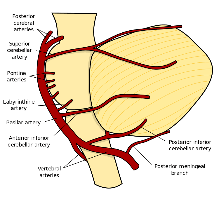 Cerebellar Arteries SimpleMed Cerebellar Arteries SimpleMed