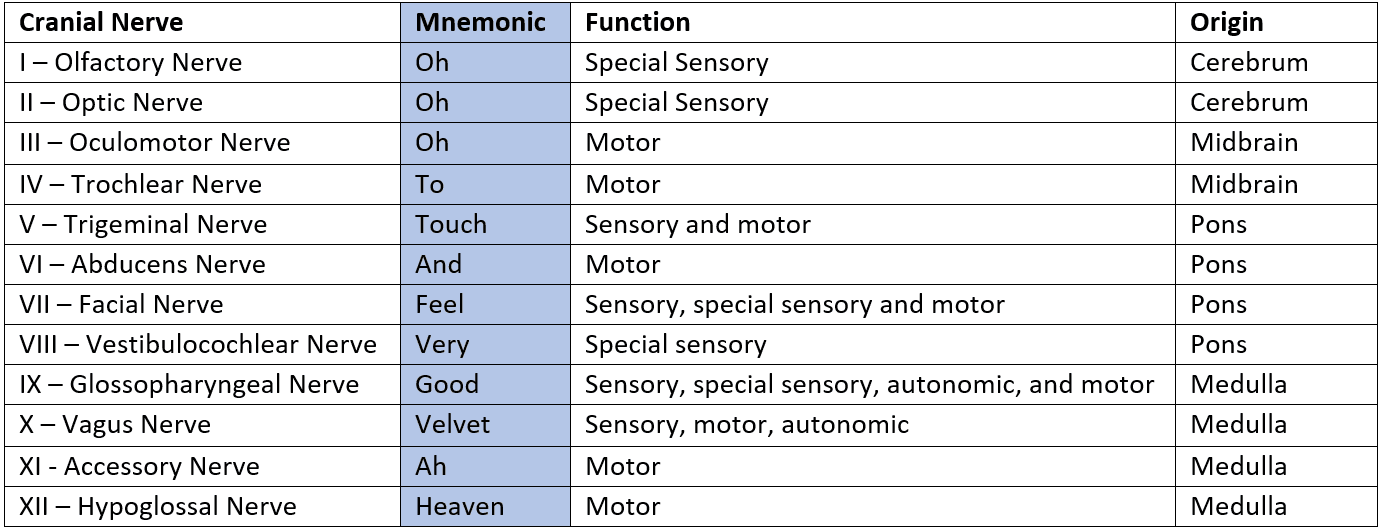 Functions of the 12 Cranial Nerves SimpleMed Functions of the 12 Cranial Nerves SimpleMed