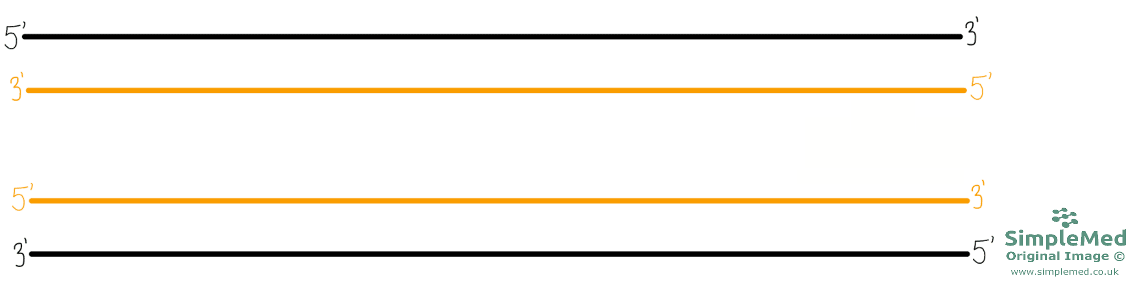 DNA Replication SimpleMed DNA Replication SimpleMed