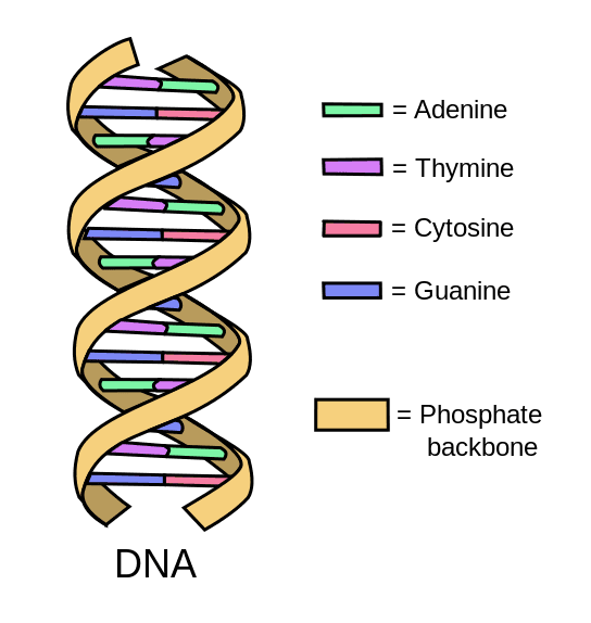 DNA Double Helix SimpleMed DNA Double Helix SimpleMed