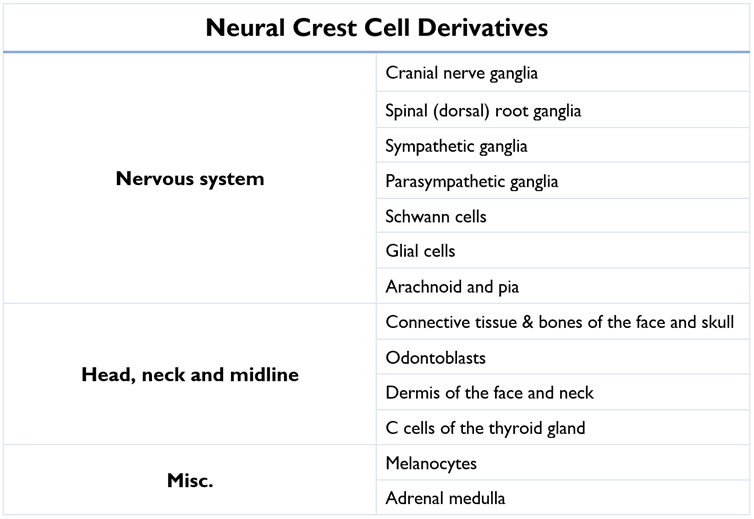 Derivatives of Neural Crest Cells SimpleMed Derivatives of Neural Crest Cells SimpleMed