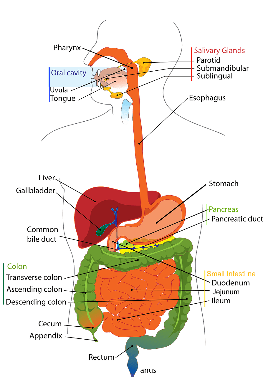 Digestive System Anatomy SimpleMed Digestive System Anatomy SimpleMed