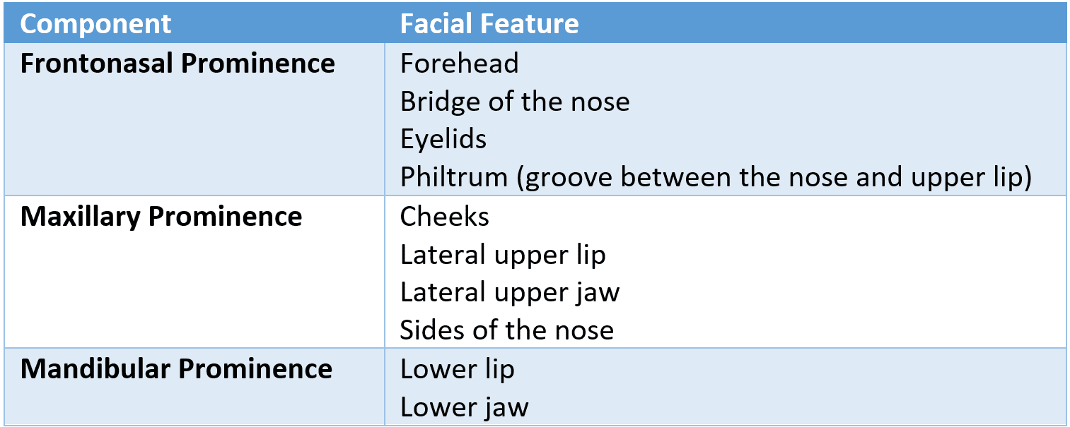 Formation of Facial Features SimpleMed Formation of Facial Features SimpleMed