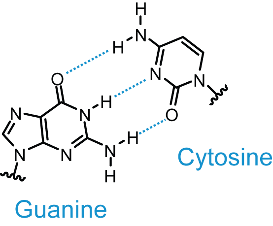 Guanine and Cytosine Base Pairing SimpleMed Guanine and Cytosine Base Pairing SimpleMed
