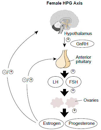 Hypothalamic-Pituitary-Ovarian Axis SimpleMed Hypothalamic-Pituitary-Ovarian Axis SimpleMed
