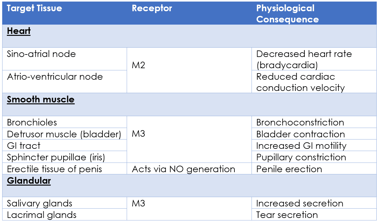 Physiological Actions of the Parasympathetic Nervous System SimpleMed Physiological Actions of the Parasympathetic Nervous System SimpleMed