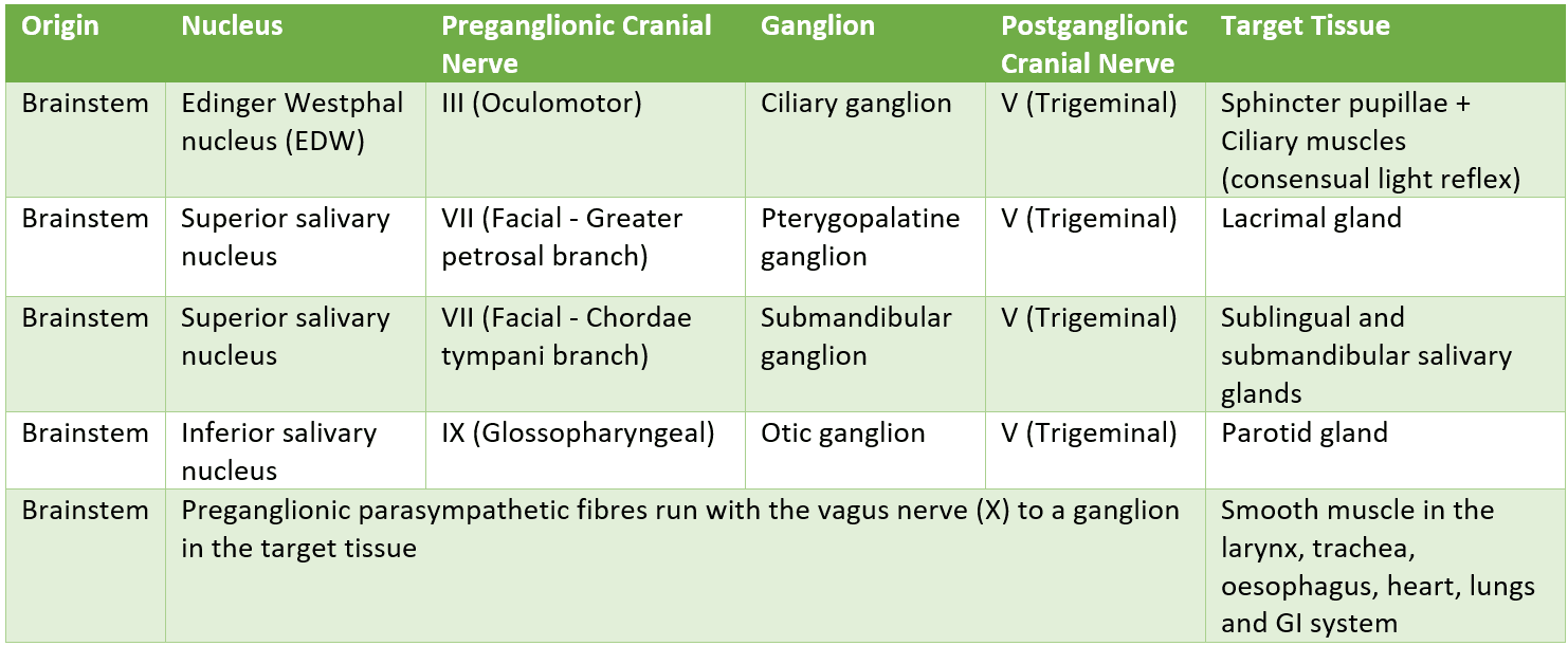 Parasympathetic Pathways SimpleMed Parasympathetic Pathways SimpleMed