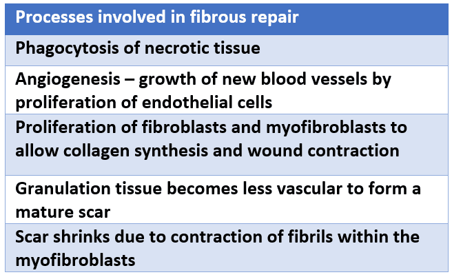 Processes in Fibrosus Repair SimpleMed Processes in Fibrosus Repair SimpleMed
