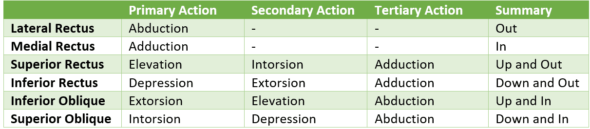 Secondary Functions of Extraocular Muscles SimpleMed Secondary Functions of Extraocular Muscles SimpleMed