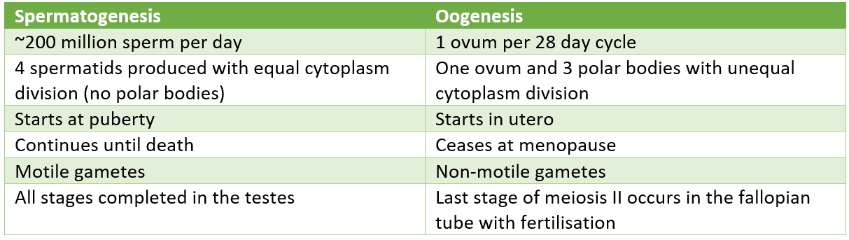 Differences Between Spermatogenesis and Oogenesis SimpleMed Differences Between Spermatogenesis and Oogenesis SimpleMed