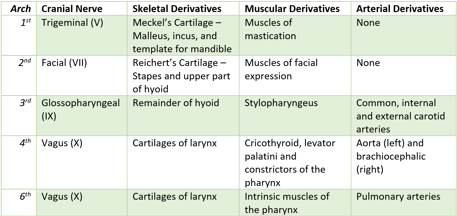 Summary of the Pharyngeal Arches SimpleMed Summary of the Pharyngeal Arches SimpleMed
