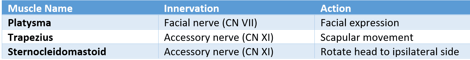 Superficial Muscles of the Neck SimpleMed Superficial Muscles of the Neck SimpleMed
