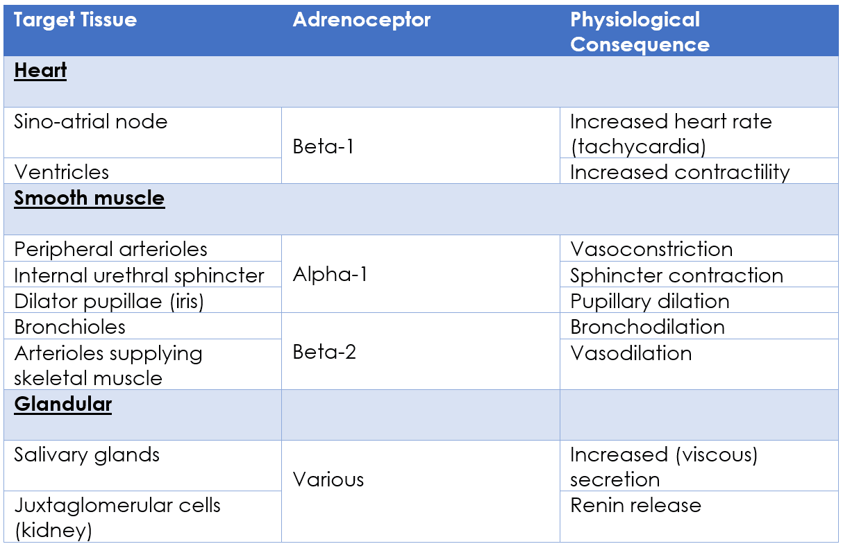 Physiological Actions of the Sympathetic Nervous System SimpleMed Physiological Actions of the Sympathetic Nervous System SimpleMed
