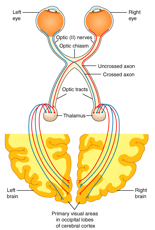 Visual System Pathway SimpleMed Visual System Pathway SimpleMed
