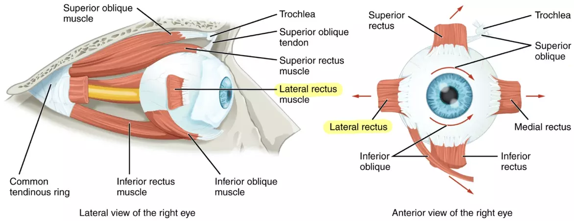 Abducens Nerve Muscles SimpleMed Abducens Nerve Muscles SimpleMed