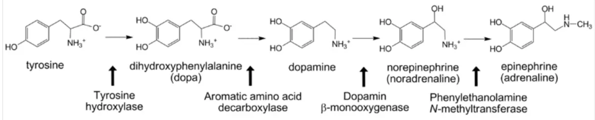 Adrenaline Synthesis from Tyrosine SimpleMed Adrenaline Synthesis from Tyrosine SimpleMed