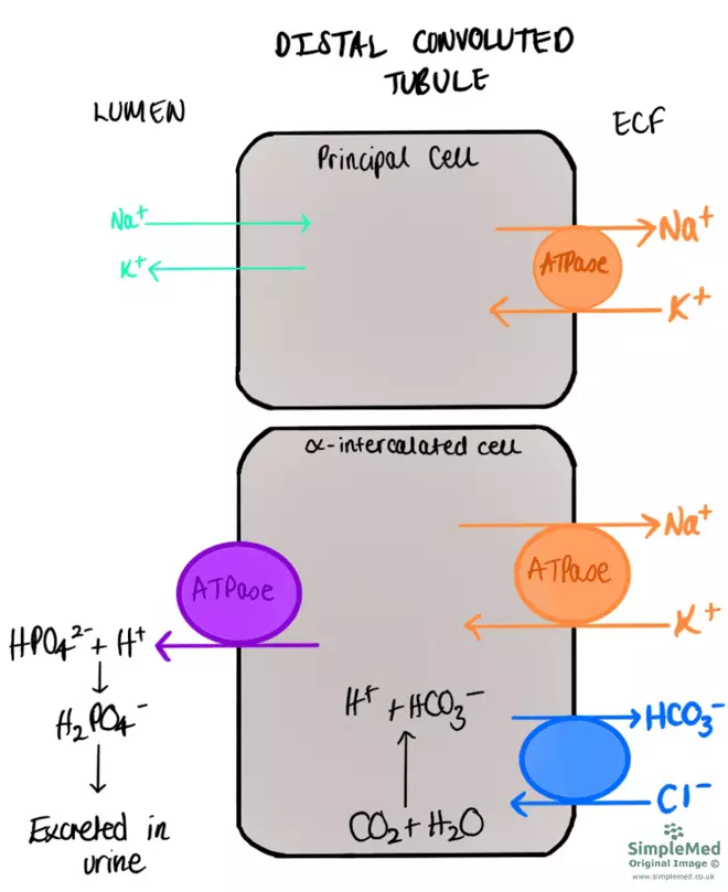 Alpha-intercalated and Principle Cells SimpleMed Alpha-intercalated and Principle Cells SimpleMed