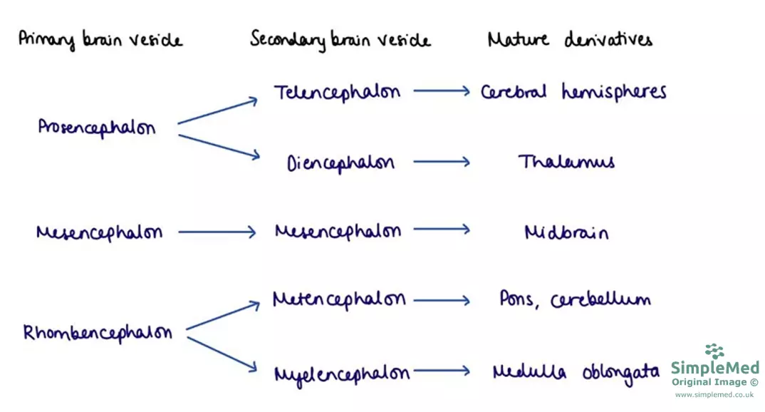 Anatomical Divisions of the Brain SimpleMed Anatomical Divisions of the Brain SimpleMed