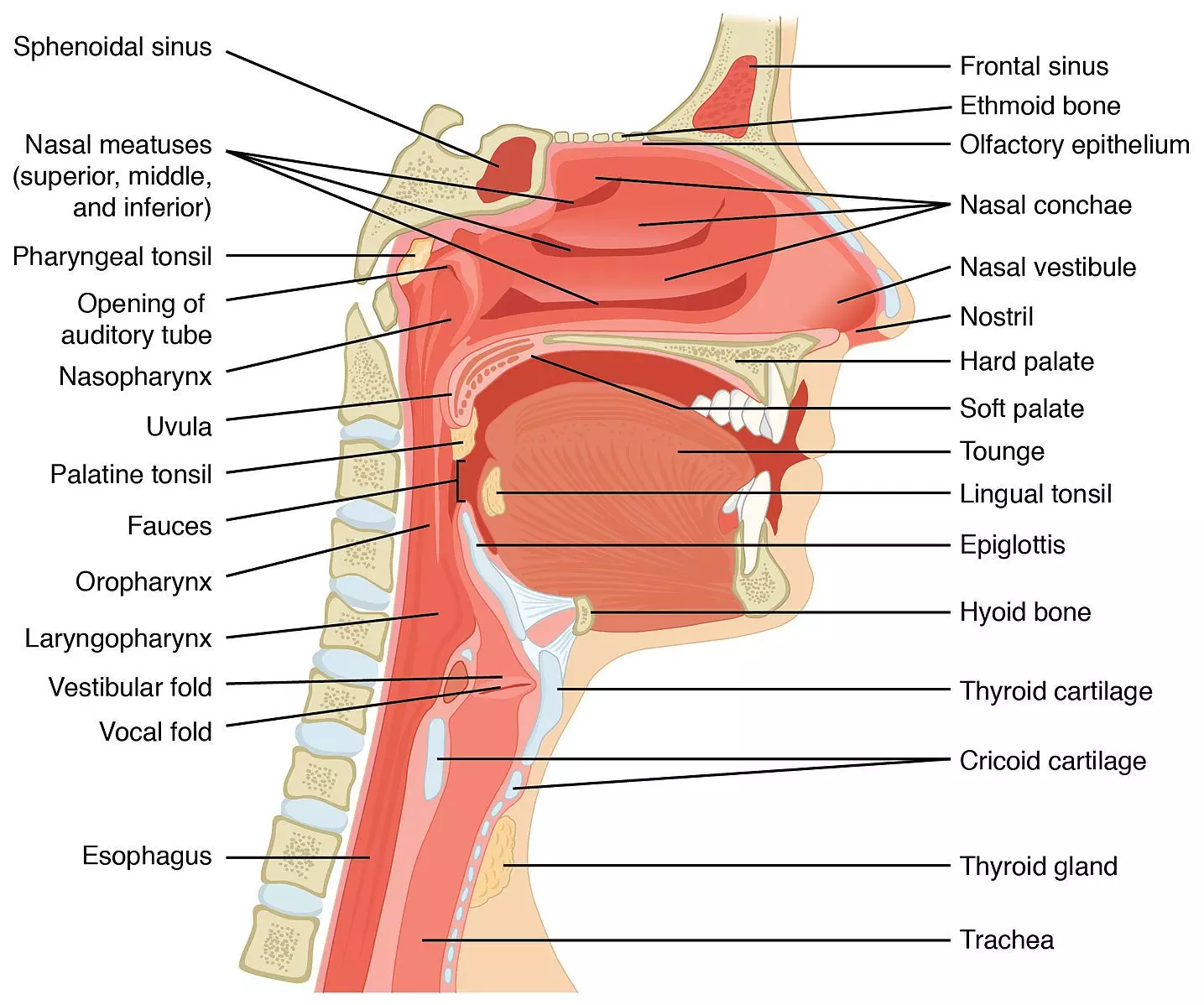 Anatomy of the Nose, Pharynx, Mouth and Larynx SimpleMed Anatomy of the Nose, Pharynx, Mouth and Larynx SimpleMed