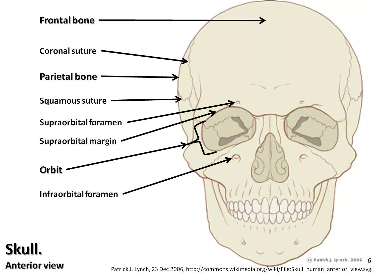 Anatomy of the Anterior Skull SimpleMed