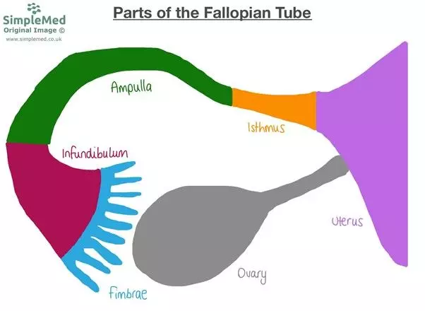 Anatomy of the Fallopian Tube SimpleMed Anatomy of the Fallopian Tube SimpleMed