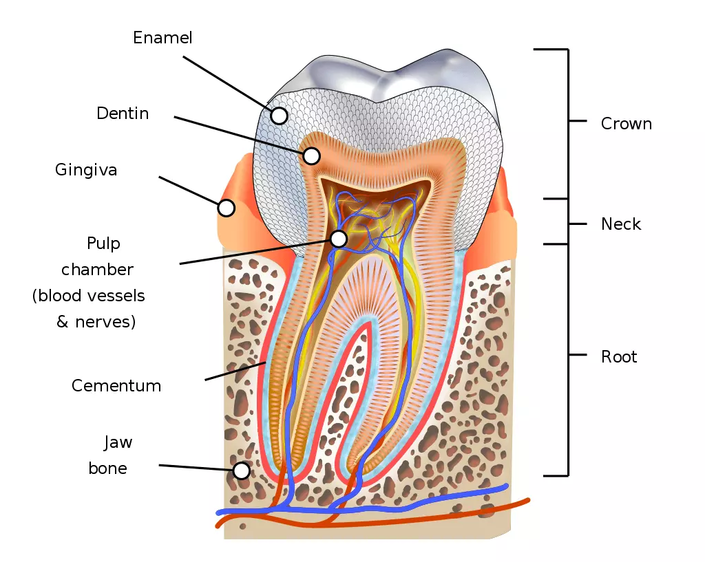 Anatomy of the Tooth SimpleMed Anatomy of the Tooth SimpleMed