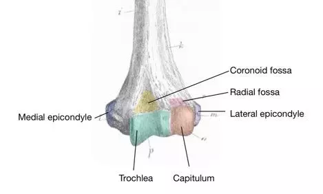 Anterior Distal Humerus Labelled Diagram SimpleMed Anterior Distal Humerus Labelled Diagram SimpleMed