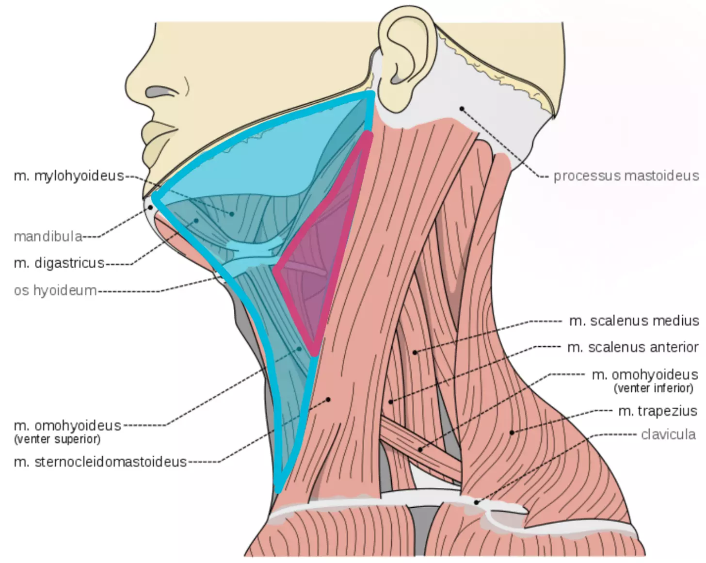 Anterior Triangle and Carotid Triangle of the Neck SimpleMed Anterior Triangle and Carotid Triangle of the Neck SimpleMed