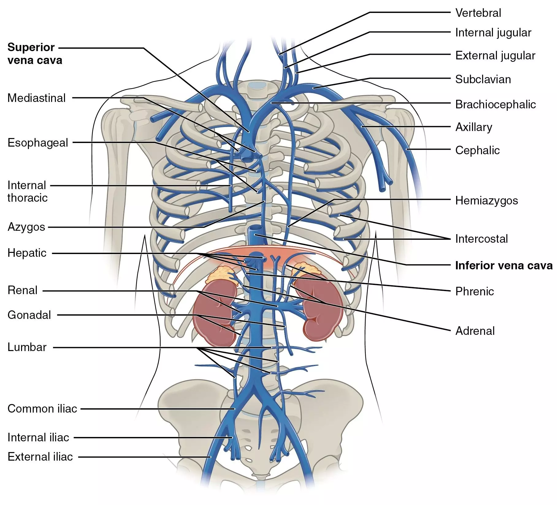 The Azygos and Hemiazygos Veins SimpleMed