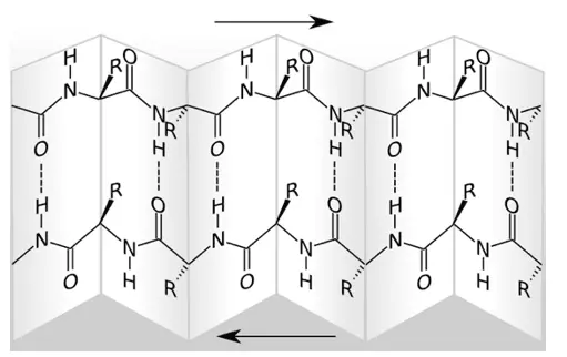 Beta-Pleated Sheet Structure SimpleMed