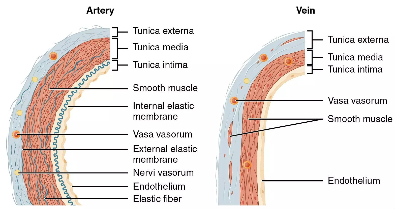 Artery and Vein vessel wall structure SimpleMed Artery and Vein vessel wall structure SimpleMed