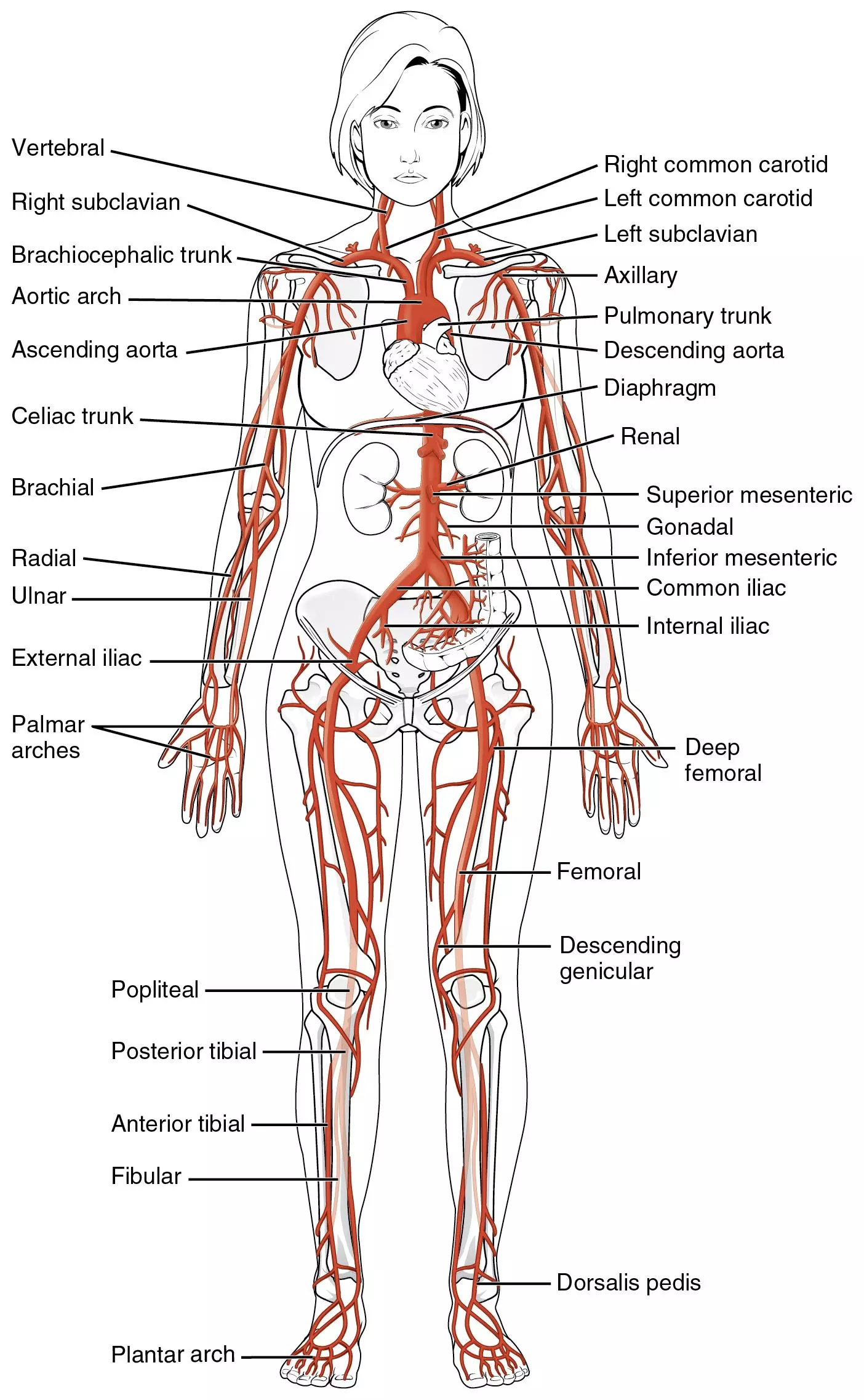 Major Systemic Arteries of the body SimpleMed Major Systemic Arteries of the body SimpleMed