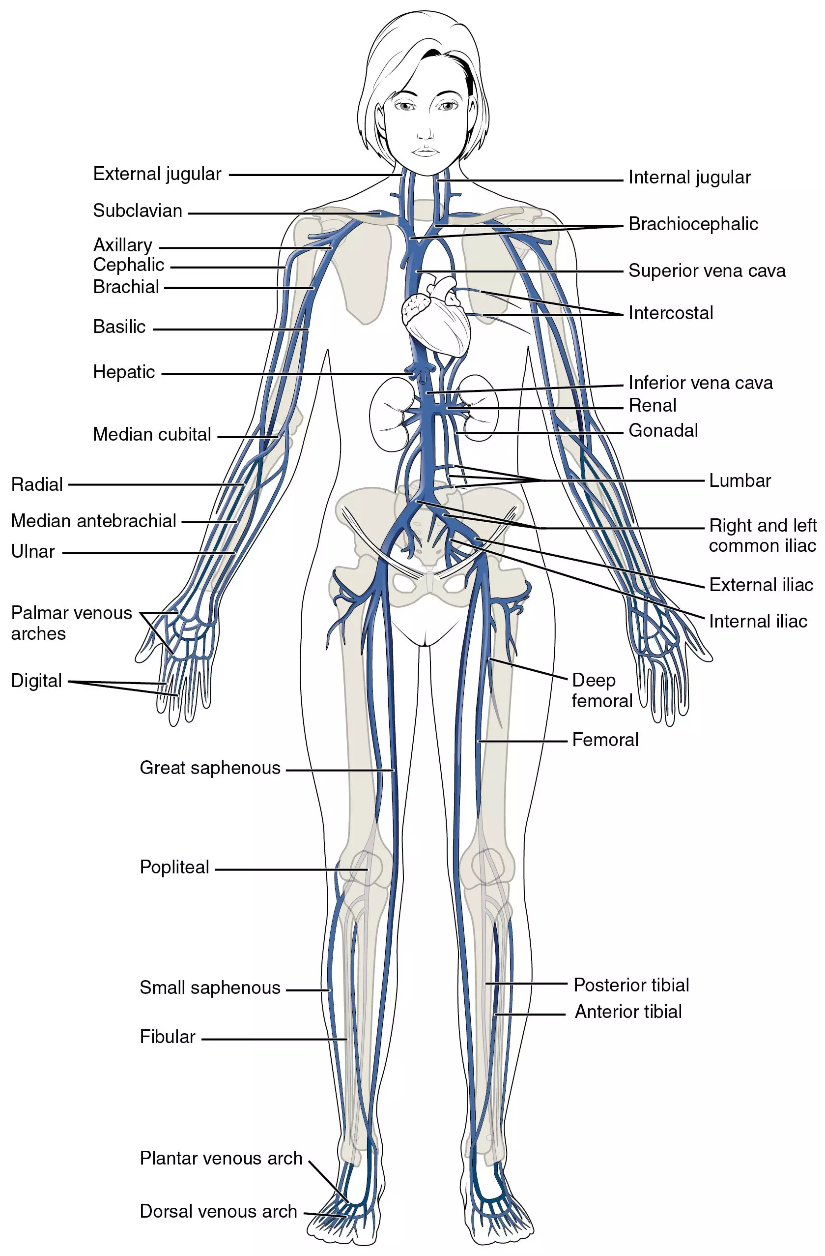 Major Systemic Veins of the body SimpleMed Major Systemic Veins of the body SimpleMed