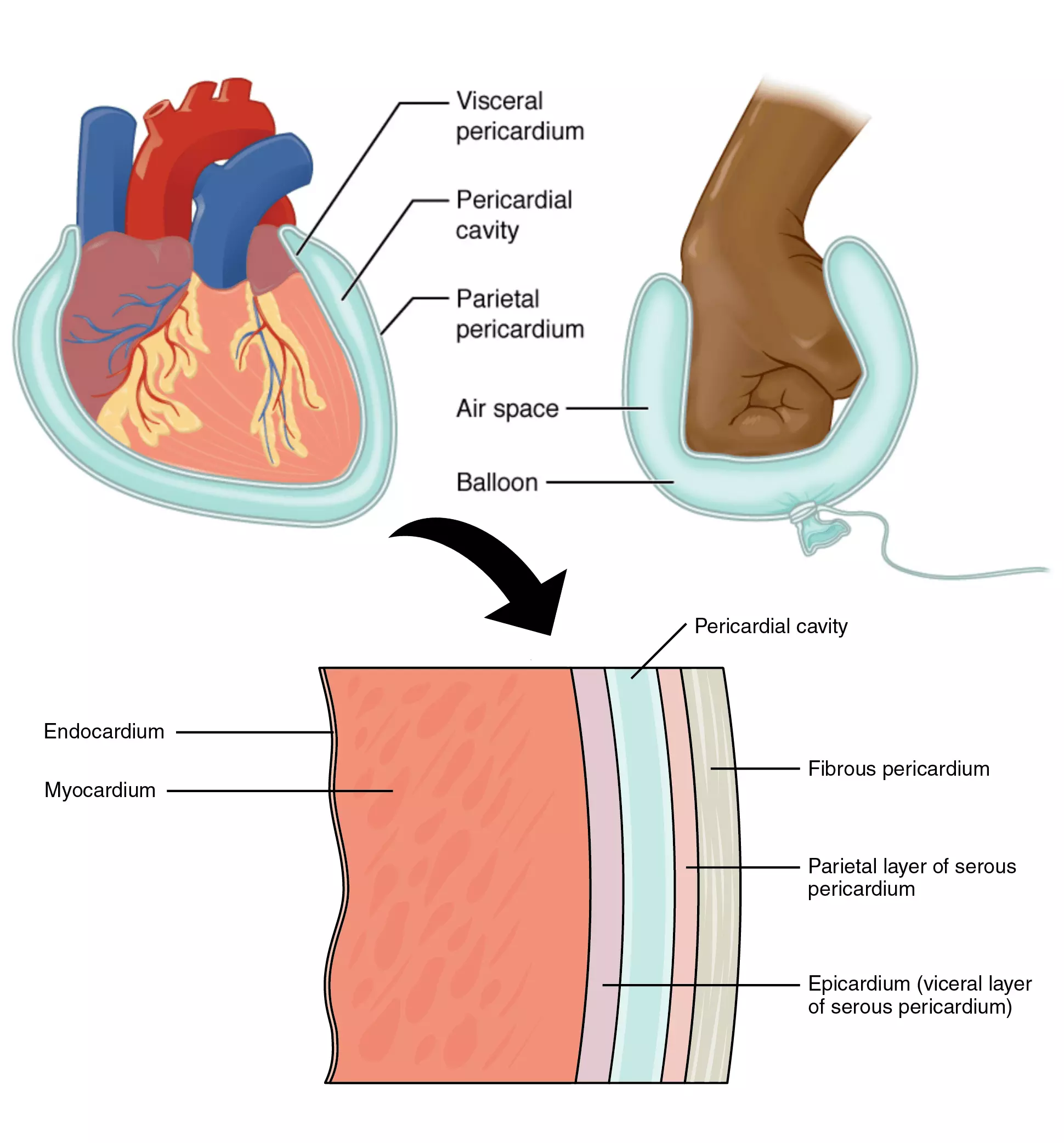 Pericardial Layers of the Heart SimpleMed Pericardial Layers of the Heart SimpleMed