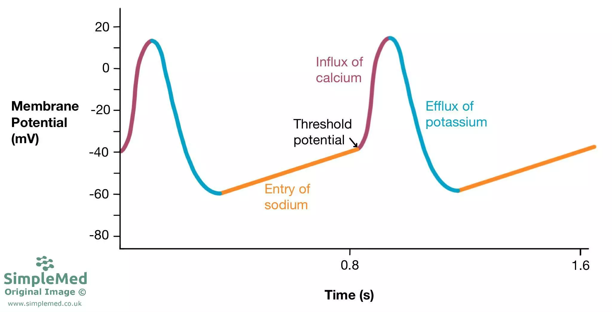 Sinoatrial node action potential SimpleMed Sinoatrial node action potential SimpleMed
