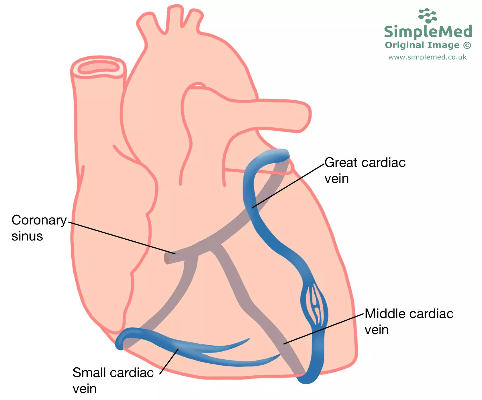 Coronary Veins on heart SimpleMed Coronary Veins on heart SimpleMed