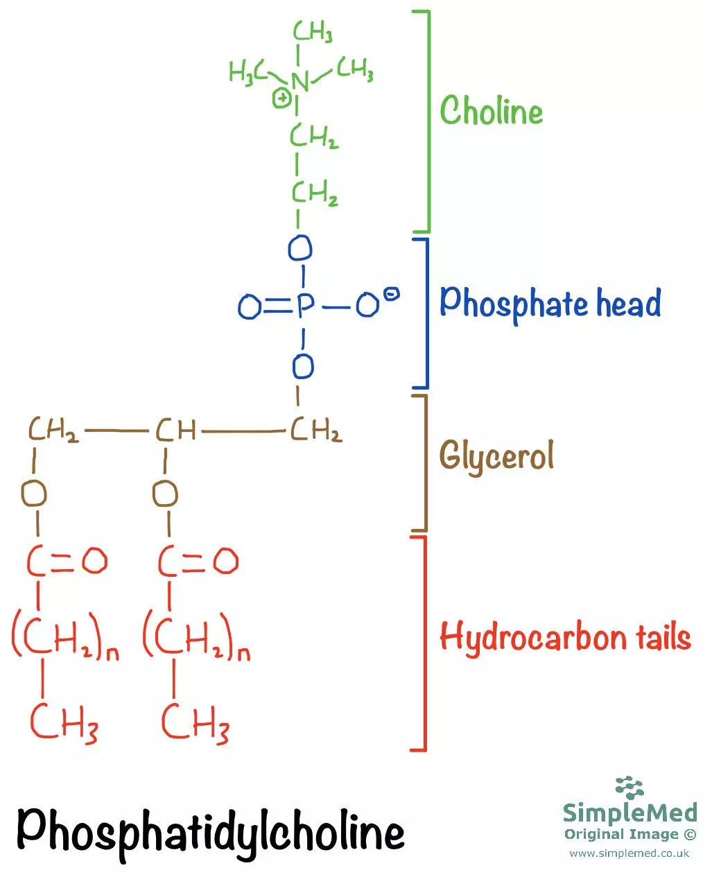 Chemical structure of a phospholipid - Phosphatidylcholine SimpleMed