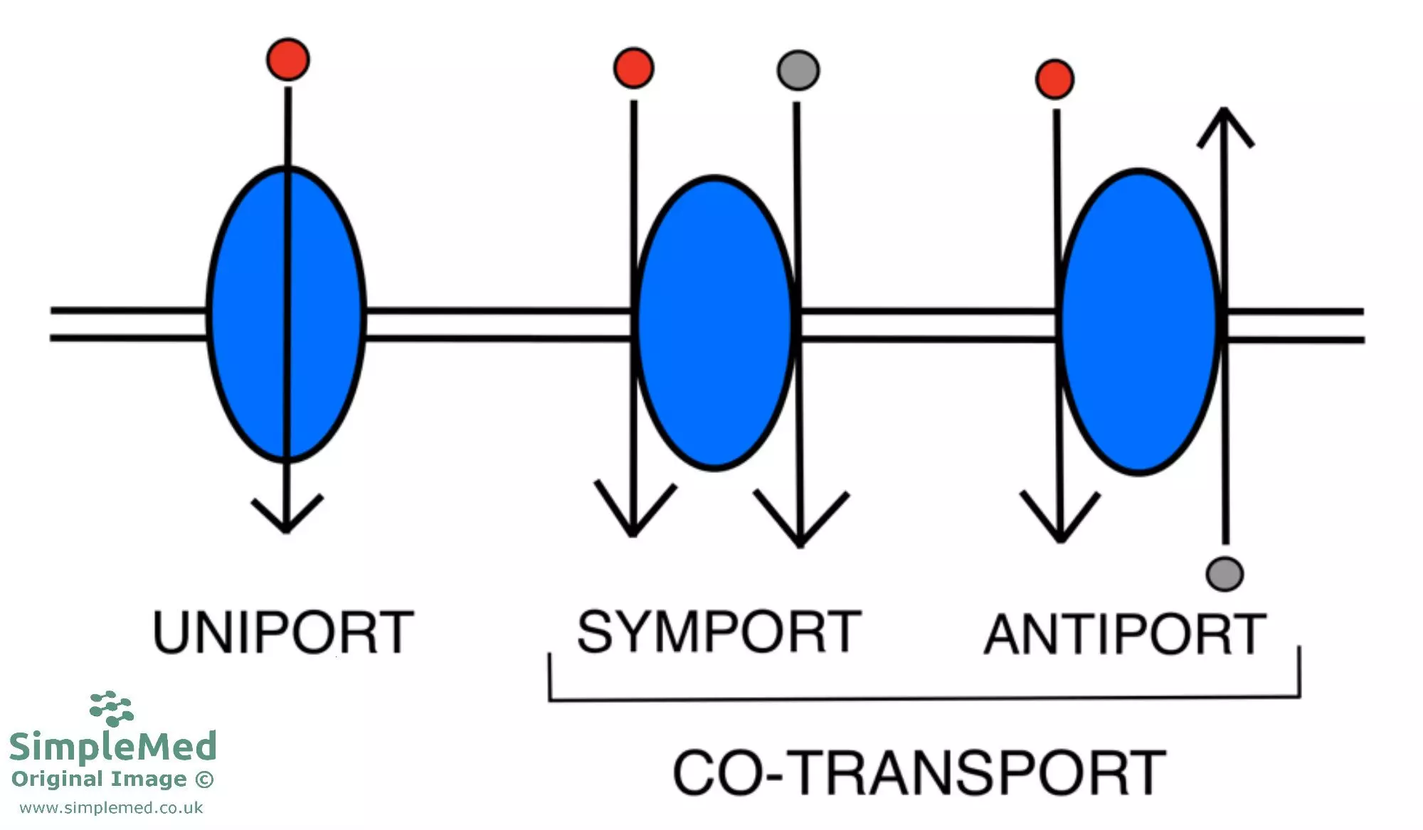Type of Transporters Across The Cell Membrane SimpleMed Type of Transporters Across The Cell Membrane SimpleMed