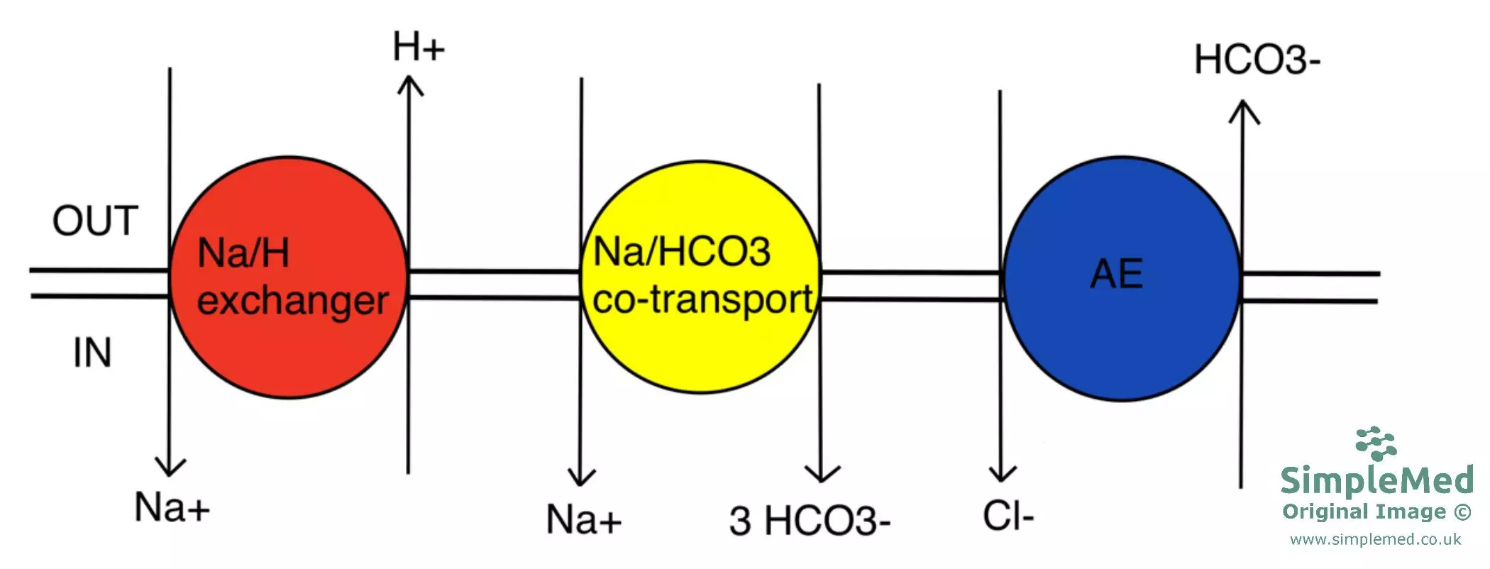 Transporters Involved in Cellular pH Regulation SimpleMed Transporters Involved in Cellular pH Regulation SimpleMed