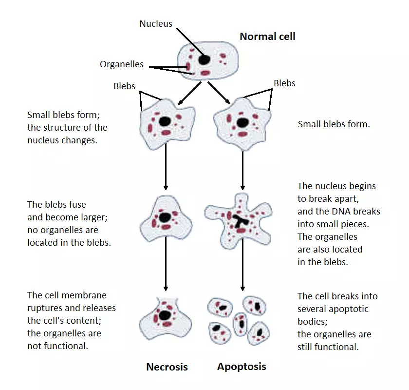cell death diagram oncosis necrosis apoptosis SimpleMed cell death diagram oncosis necrosis apoptosis SimpleMed