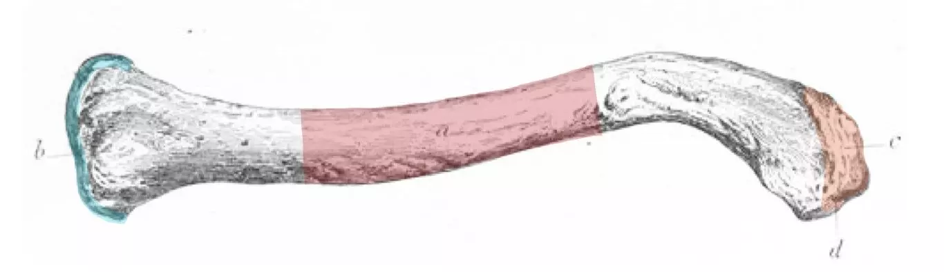 Clavicle Labelled Diagram SimpleMed Clavicle Labelled Diagram SimpleMed