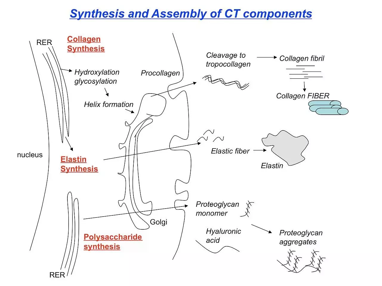Collagen Synthesis and Post-Translational Modification SimpleMed