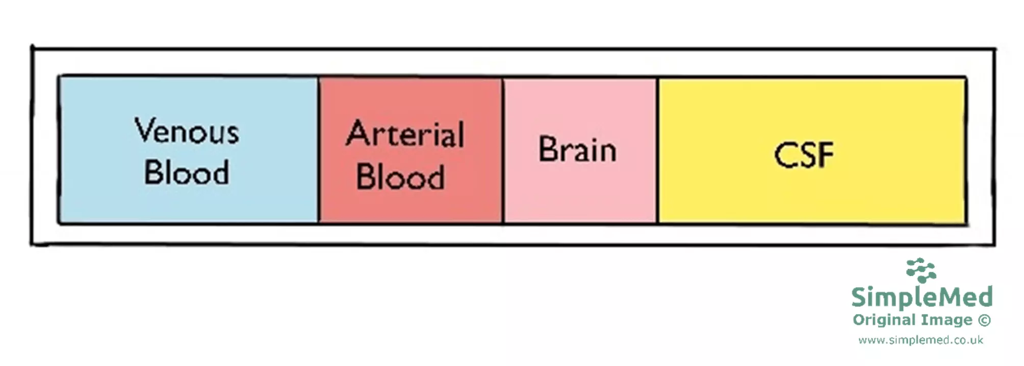 Constituents Inside the Skull SimpleMed