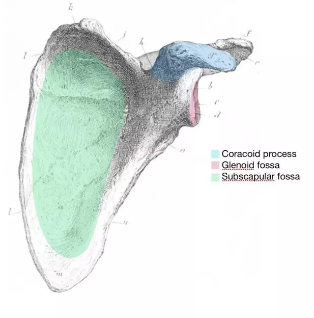 Anterior Scapula Labelled Diagram SimpleMed Anterior Scapula Labelled Diagram SimpleMed