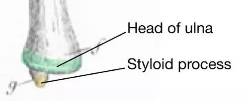 Distal Ulna Labelled Diagram SimpleMed Distal Ulna Labelled Diagram SimpleMed