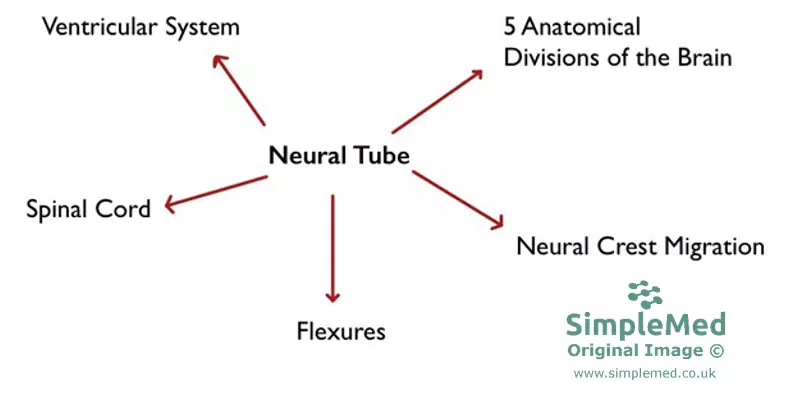 Divisions of the Central Nervous System SimpleMed Divisions of the Central Nervous System SimpleMed