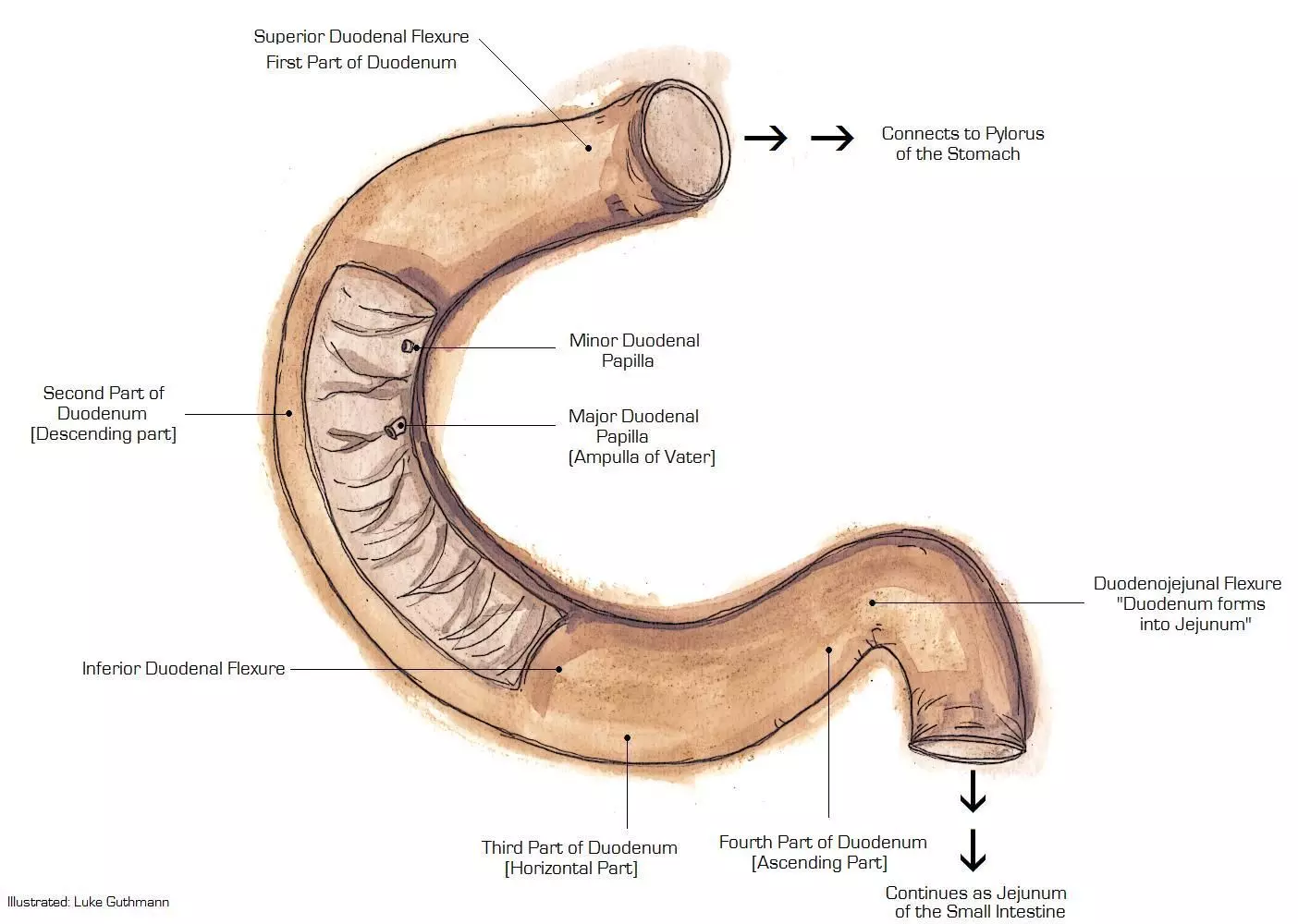 Duodenum Anatomy SimpleMed Duodenum Anatomy SimpleMed
