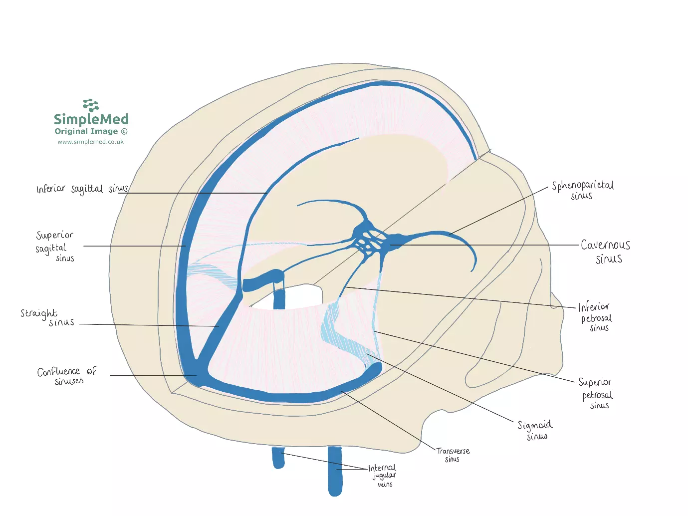 Dural Venous Sinuses SimpleMed Dural Venous Sinuses SimpleMed