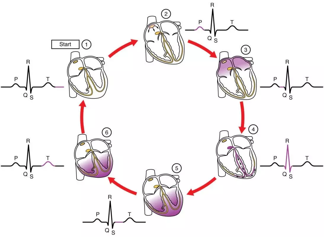 ECG heart contraction changes SimpleMed ECG heart contraction changes SimpleMed