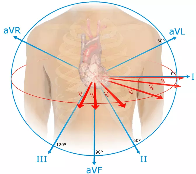 ECG views of the heart SimpleMed ECG views of the heart SimpleMed
